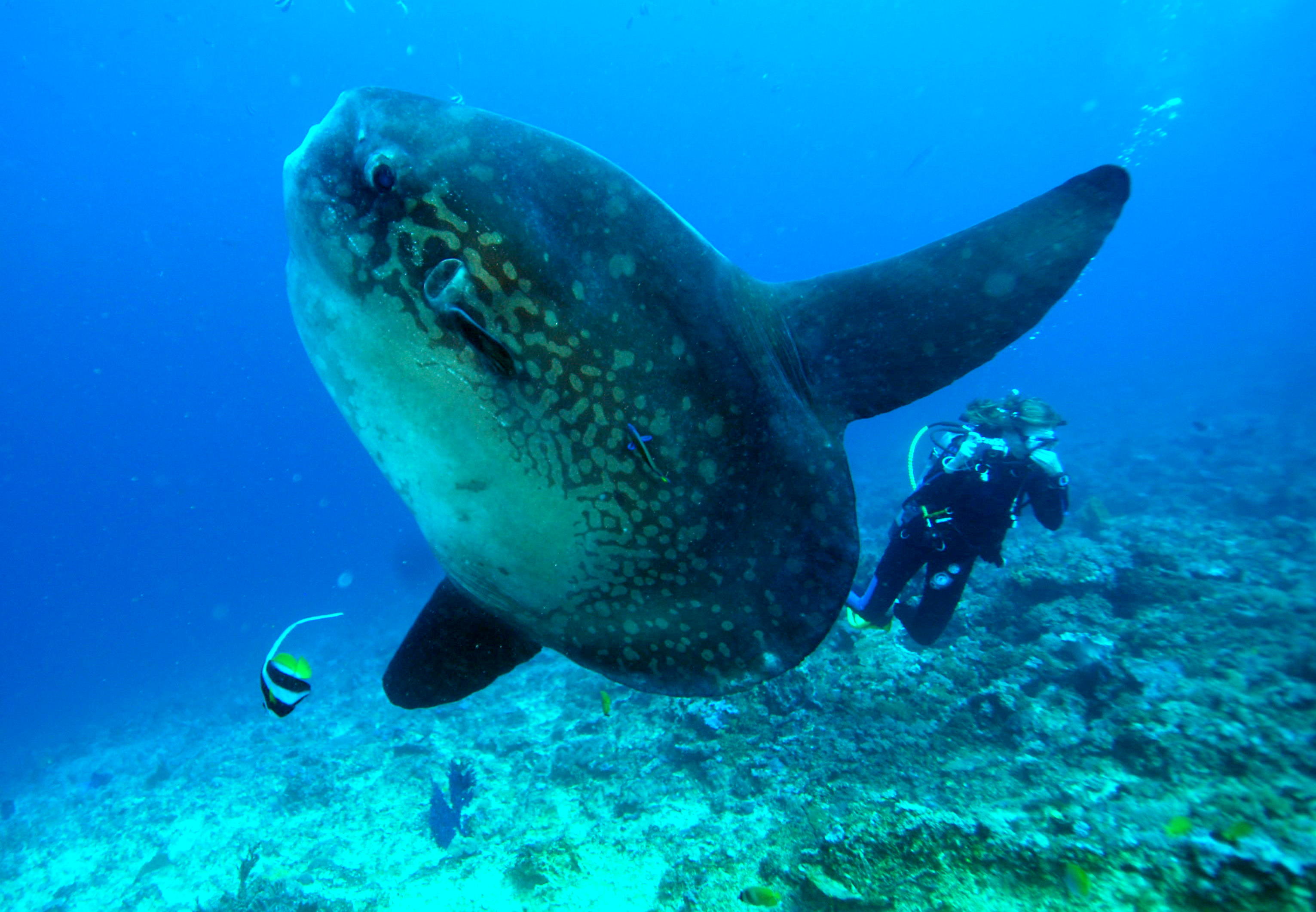 nusa-lembongan-snorkeling-css0m1qe.jpg